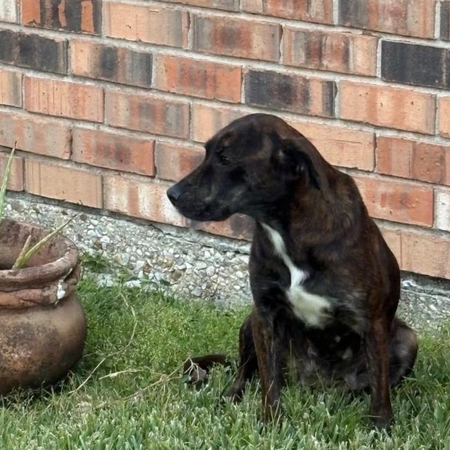 Enlarge Nola, a Adoptable mixed breed in Baton Rouge, LA image 4/5
