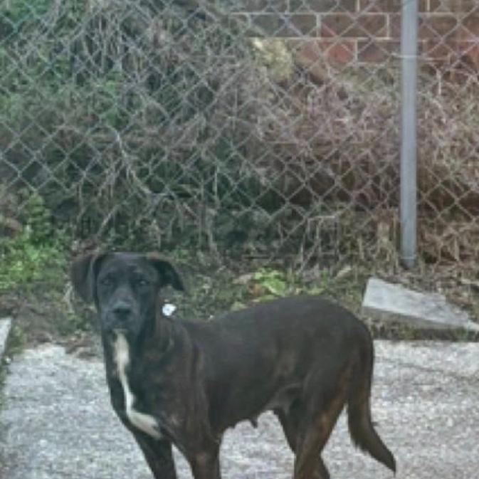 Enlarge Nola, a Adoptable mixed breed in Baton Rouge, LA image 5/5