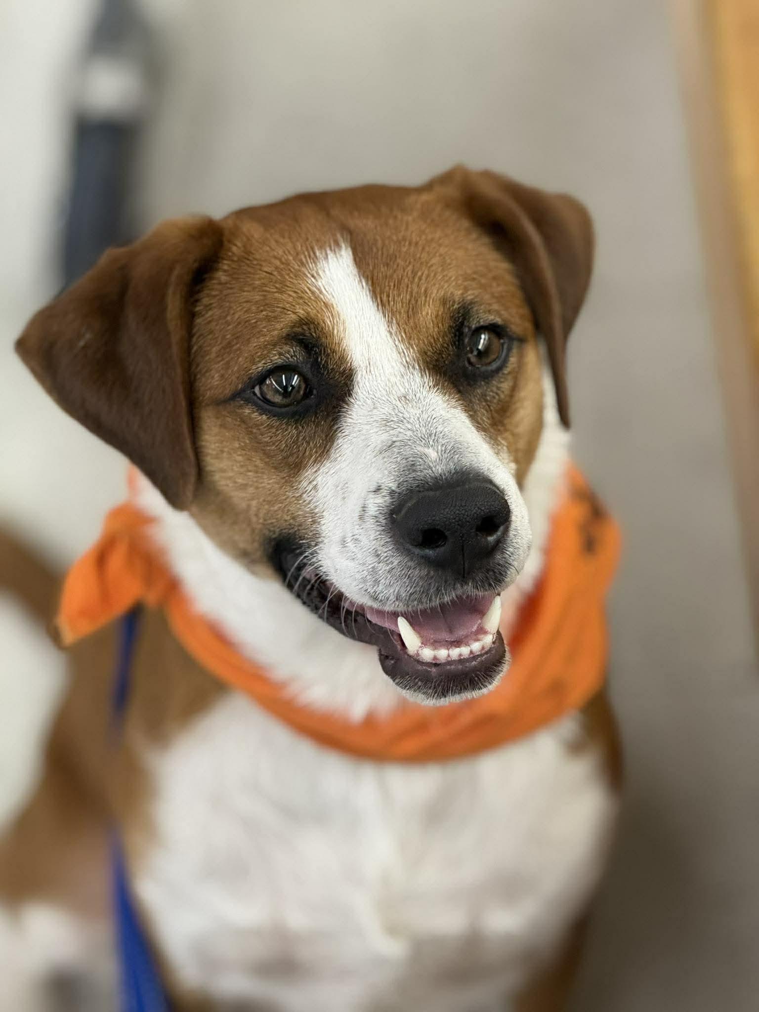 Enlarge Ruby, a Adoptable Beagle in Pomfret Center, CT image 1/3