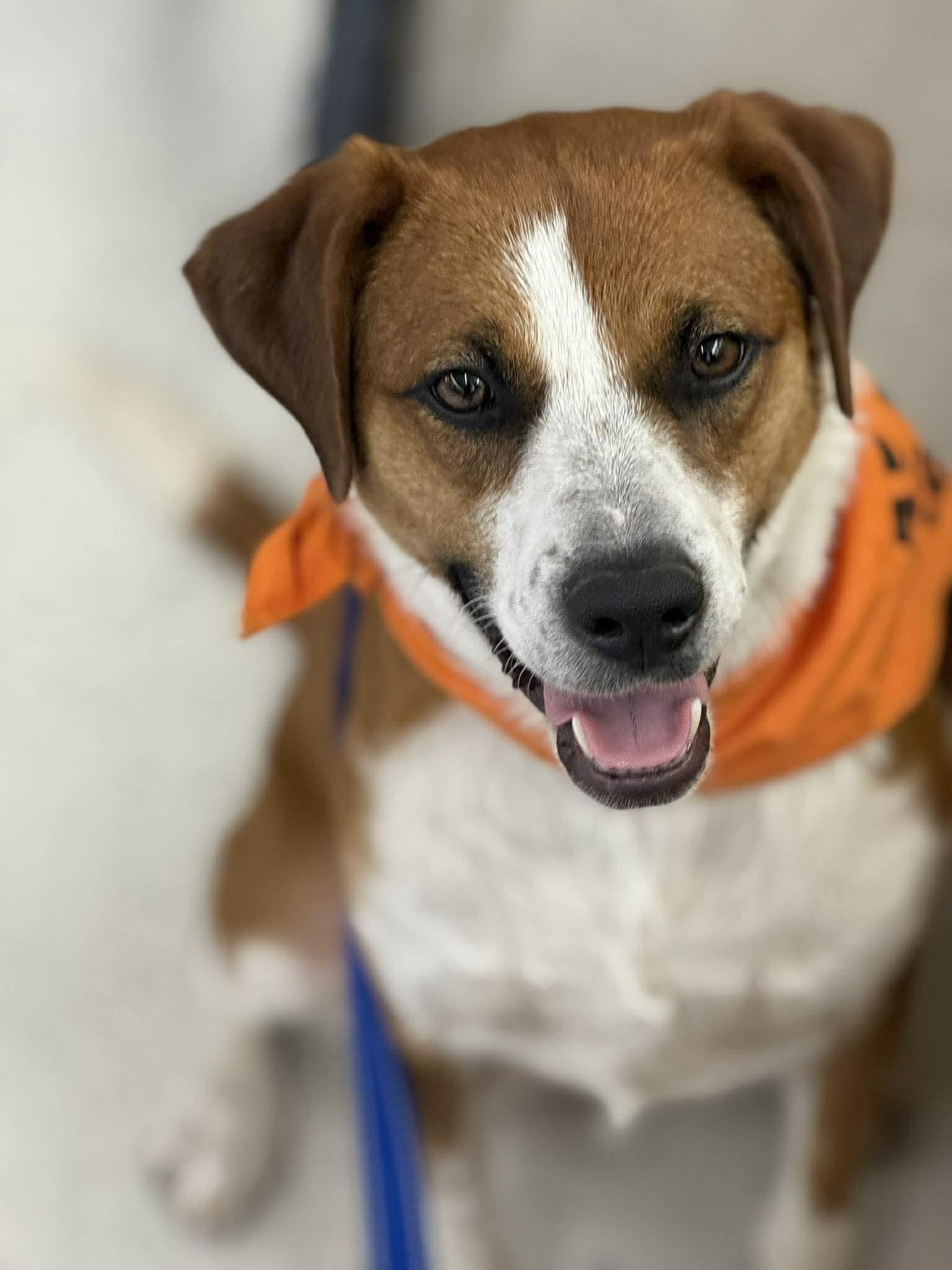 Enlarge Ruby, a Adoptable Beagle in Pomfret Center, CT image 2/3