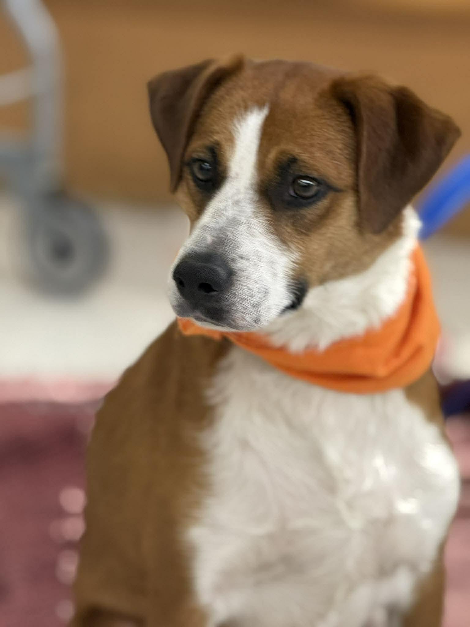 Enlarge Ruby, a Adoptable Beagle in Pomfret Center, CT image 3/3