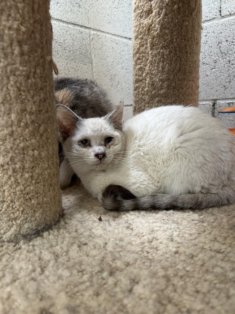 Kendrick, Adopted, Young Male Siamese.