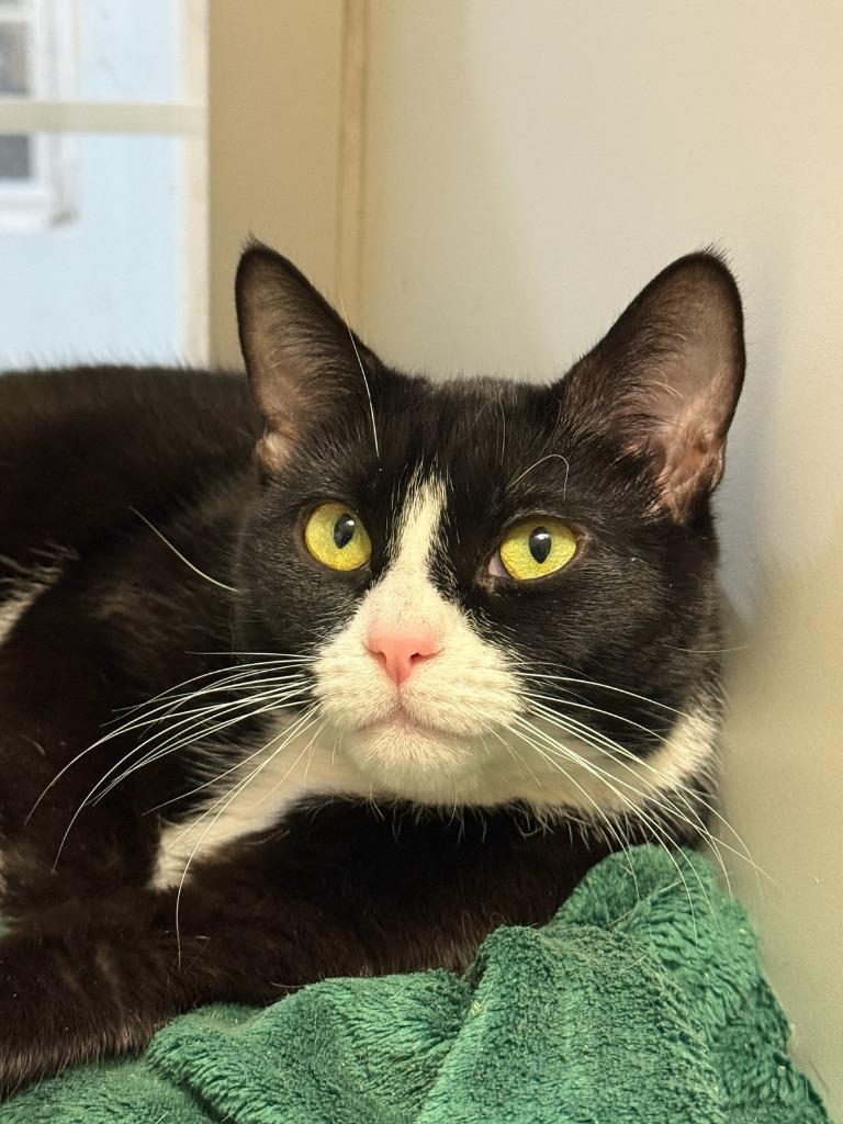 97a-Bubba, Adoptable, Young Female Domestic Short Hair.