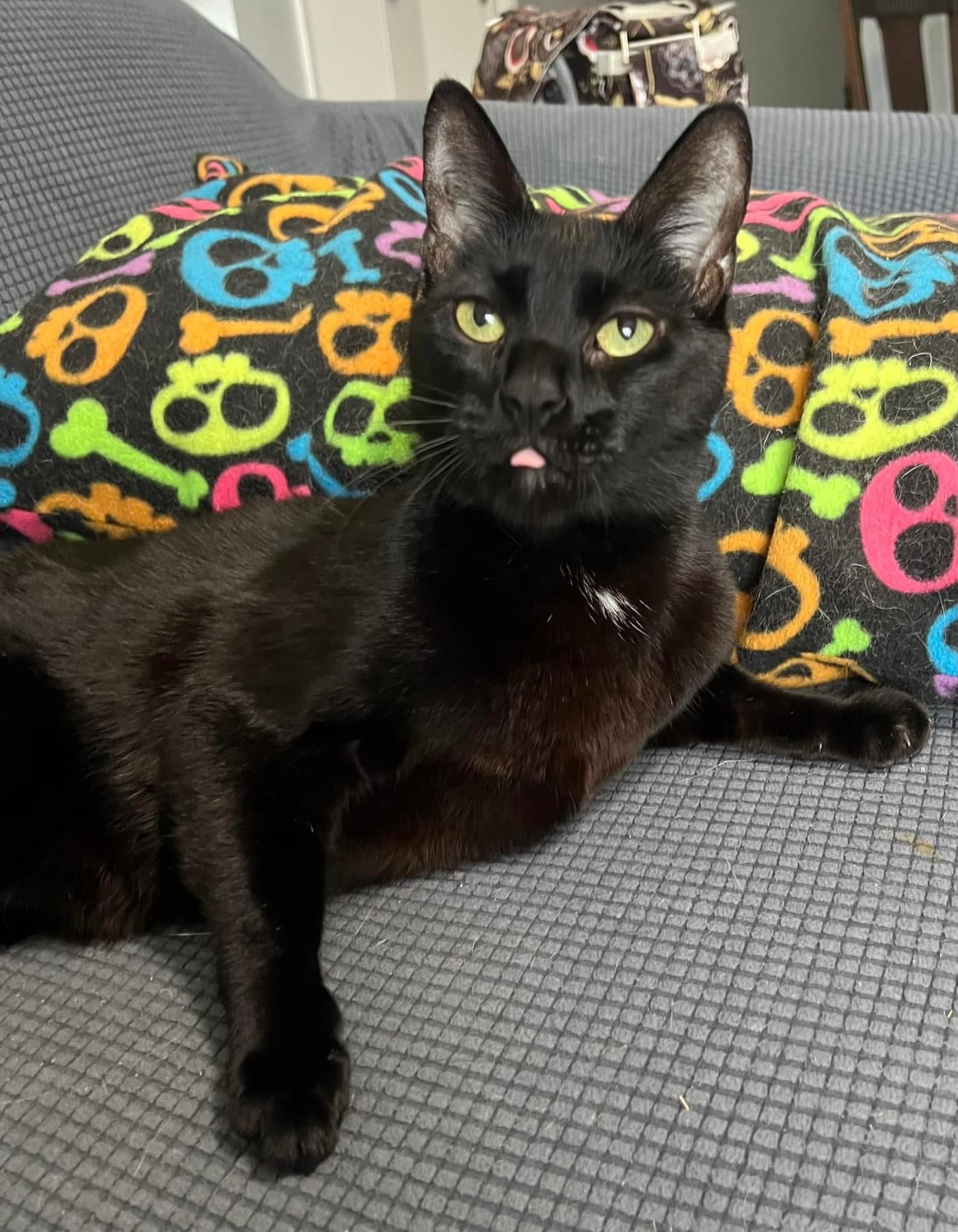 Enlarge Obo (cerebellar hypoplasia), a Adoptable Domestic Short Hair in Whitewater , WI image 6/6