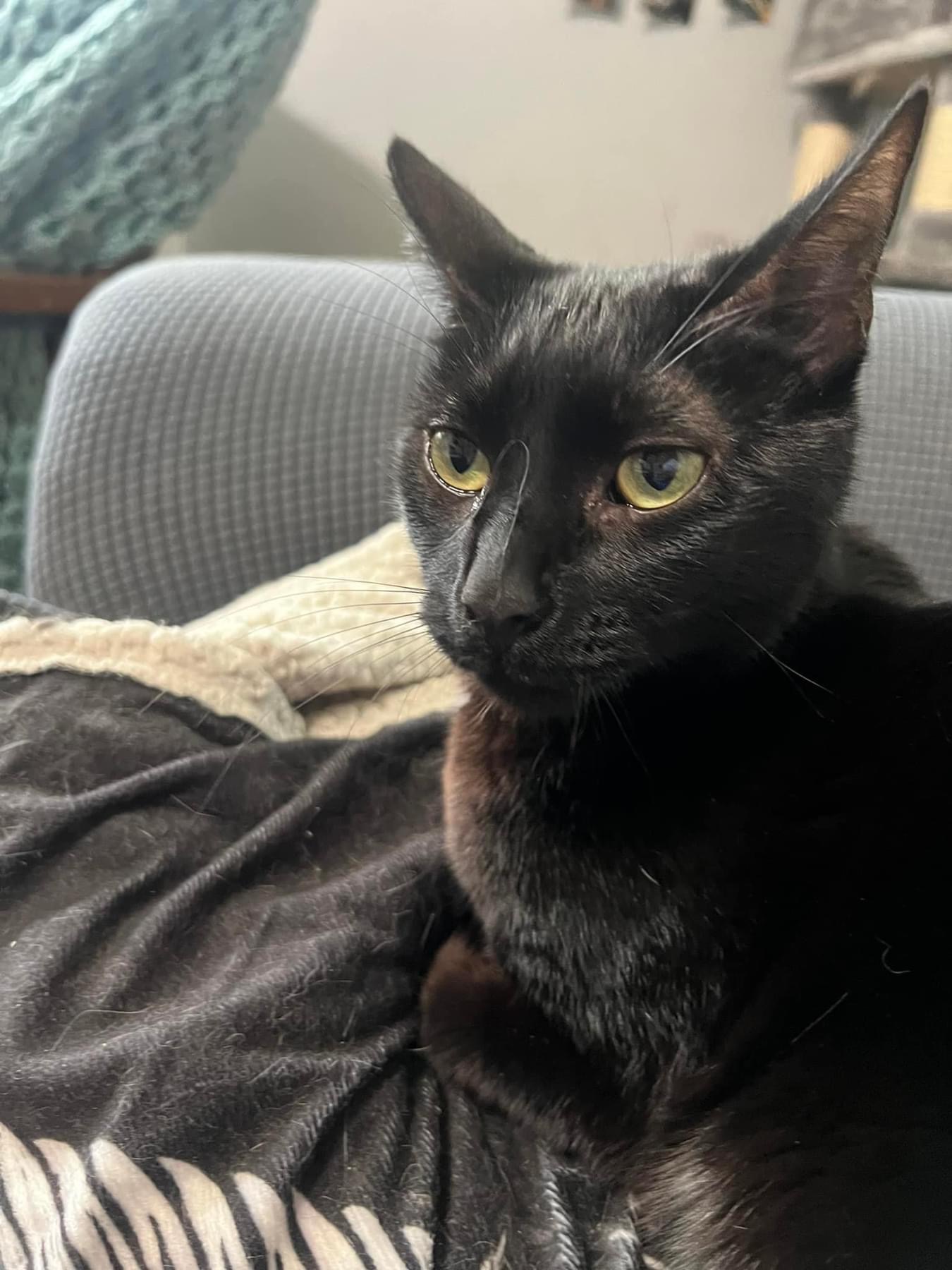 Enlarge Obo (cerebellar hypoplasia), a Adoptable Domestic Short Hair in Whitewater , WI image 5/6