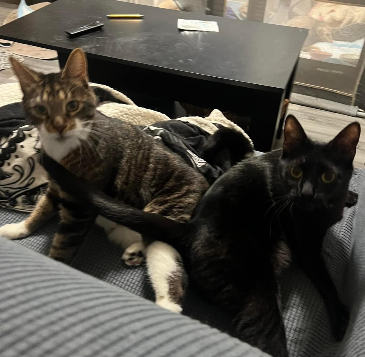 Obo (cerebellar hypoplasia)