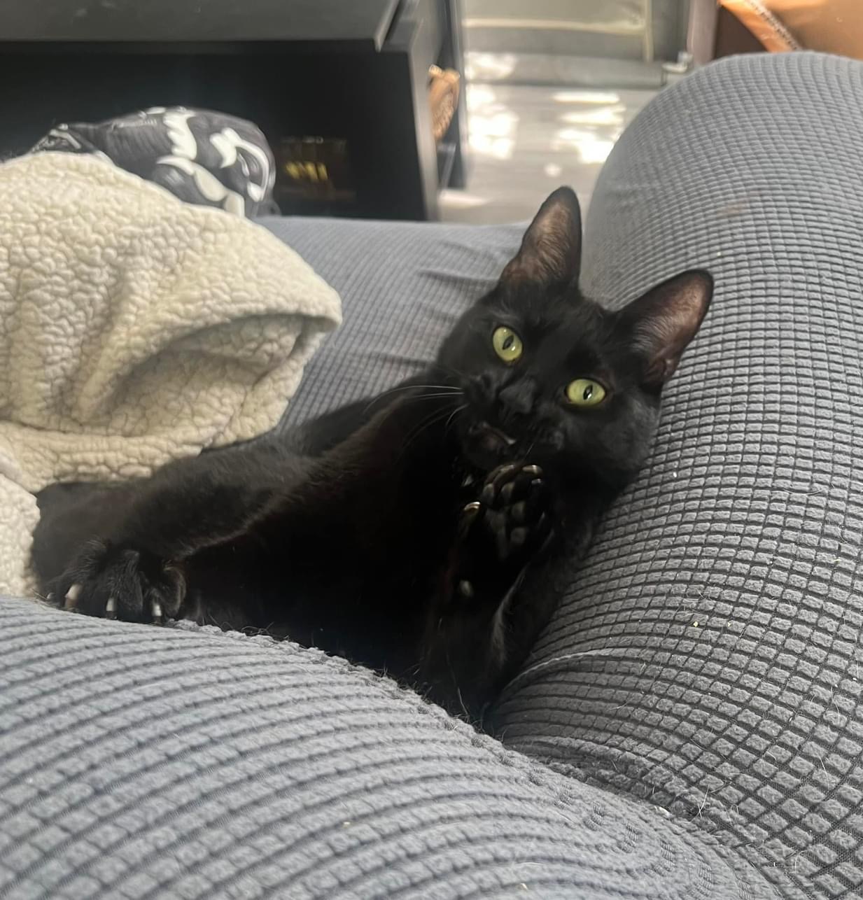 Enlarge Obo (cerebellar hypoplasia), a Adoptable Domestic Short Hair in Whitewater , WI image 2/6