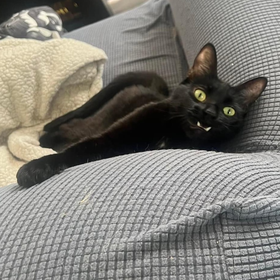 Enlarge Obo (cerebellar hypoplasia), a Adoptable Domestic Short Hair in Whitewater , WI image 1/6