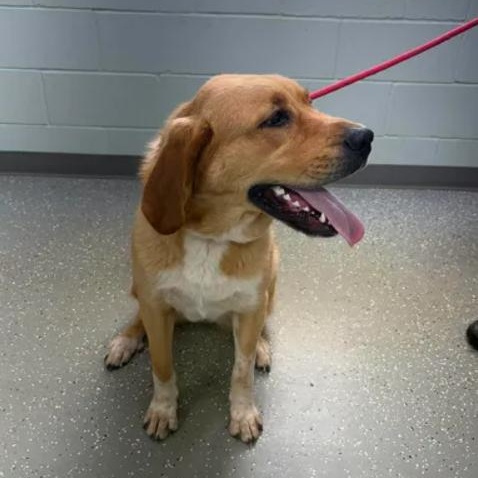 Enlarge Charlotte, a ADOPTABLE mixed breed in Bardstown, KY image 4/6