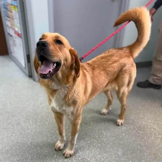 Charlotte, ADOPTABLE, Young Female Golden Retriever & Great Pyrenees.