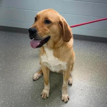 Enlarge Charlotte, a ADOPTABLE mixed breed in Bardstown, KY image 5/6