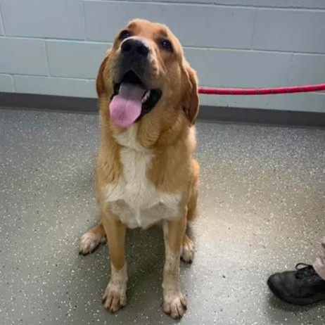 Enlarge Charlotte, a ADOPTABLE mixed breed in Bardstown, KY image 2/6