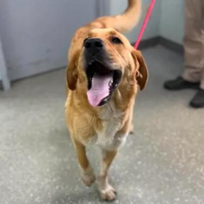 Enlarge Charlotte, a ADOPTABLE mixed breed in Bardstown, KY image 3/6