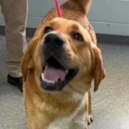 Enlarge Charlotte, a ADOPTABLE mixed breed in Bardstown, KY image 6/6