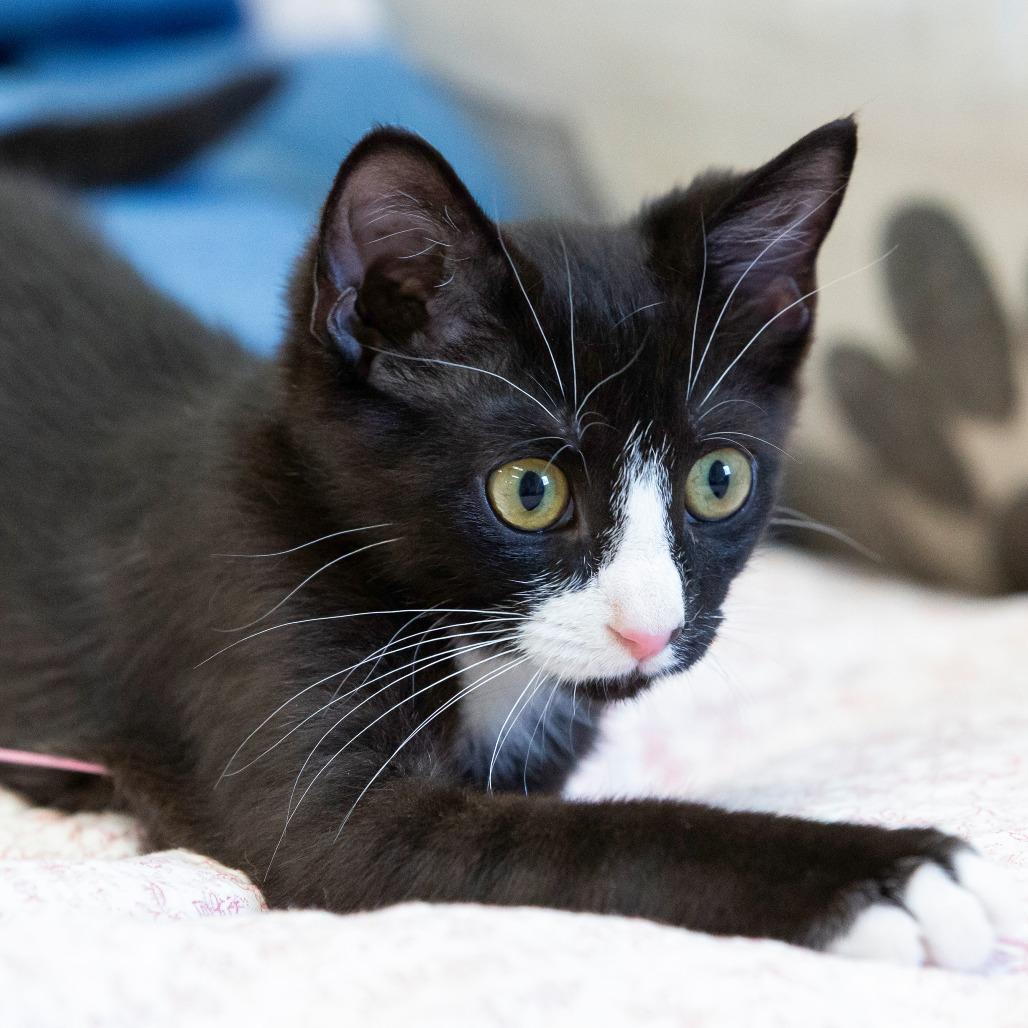 Enlarge Fritter, a Adoptable Domestic Short Hair in Cartersville, GA image 1/4
