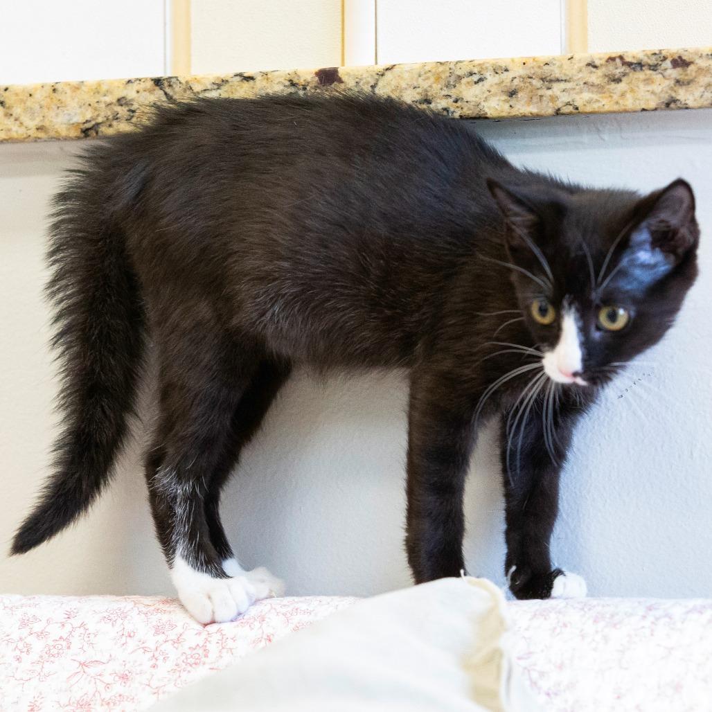 Enlarge Fritter, a Adoptable Domestic Short Hair in Cartersville, GA image 2/4