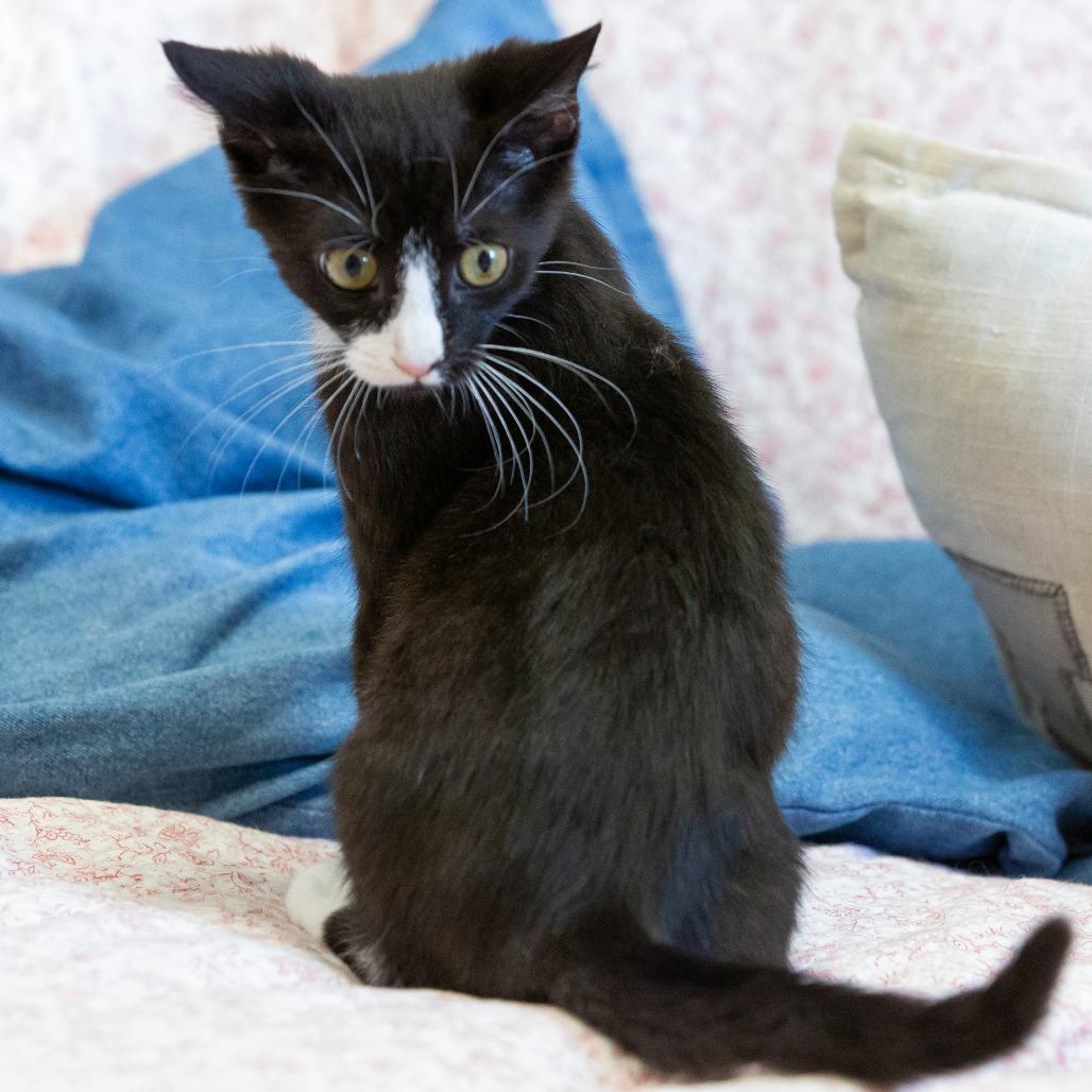 Enlarge Fritter, a Adoptable Domestic Short Hair in Cartersville, GA image 3/4