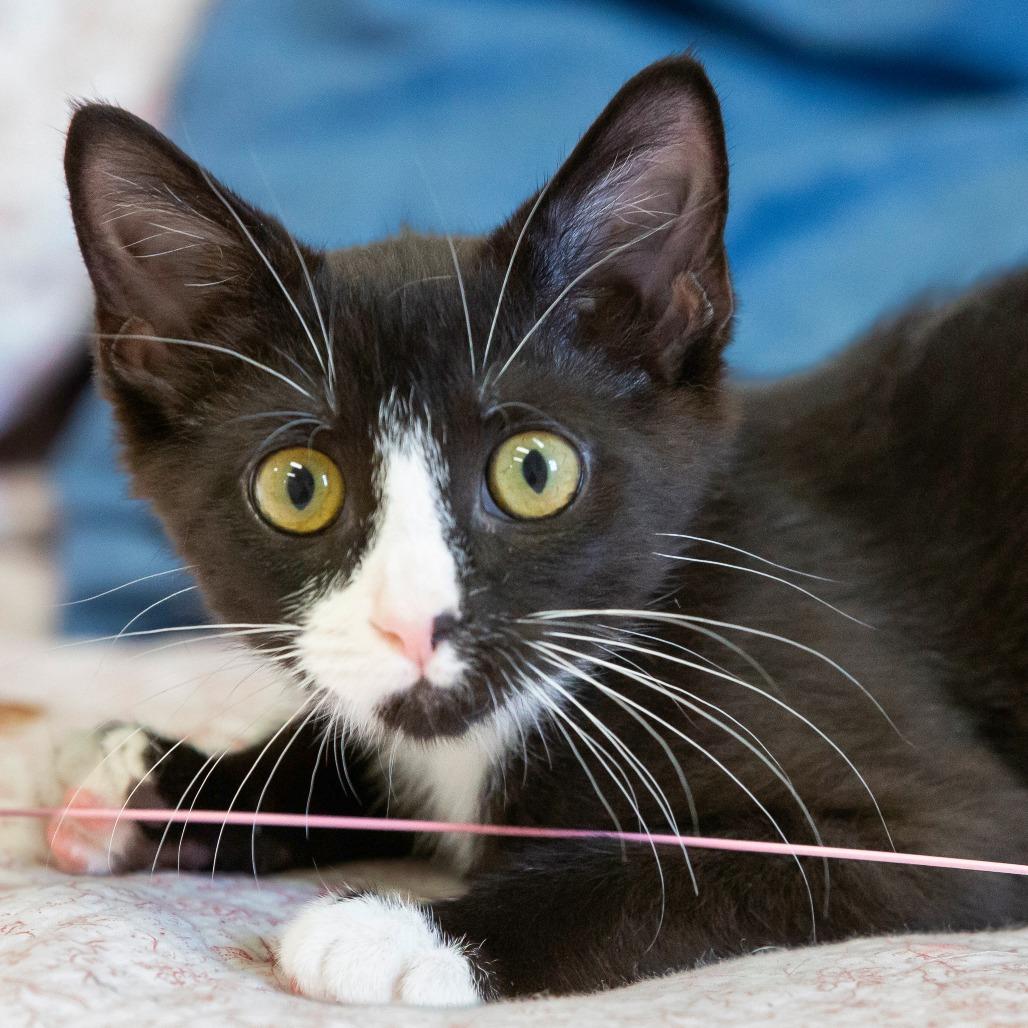 Enlarge Fritter, a Adoptable Domestic Short Hair in Cartersville, GA image 4/4