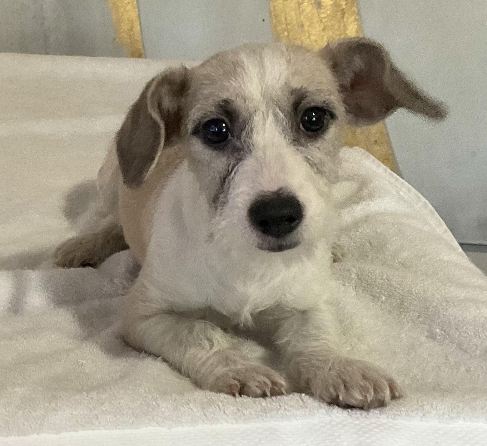 Sage, Baby Male Terrier