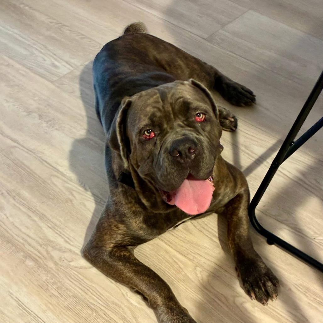 Enlarge Cherry, a Adoptable Cane Corso in Lake Panasoffkee, FL image 1/6