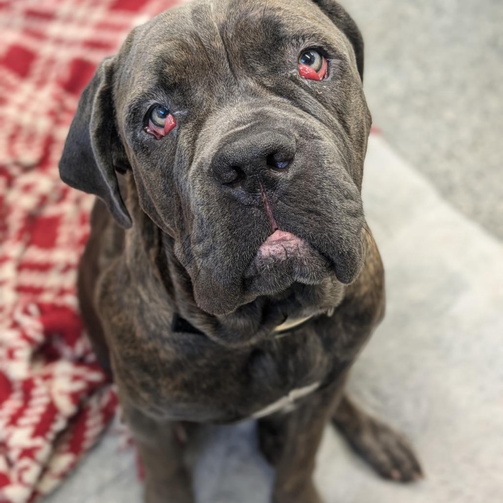 Cherry, Adoptable, Adult Female Cane Corso.
