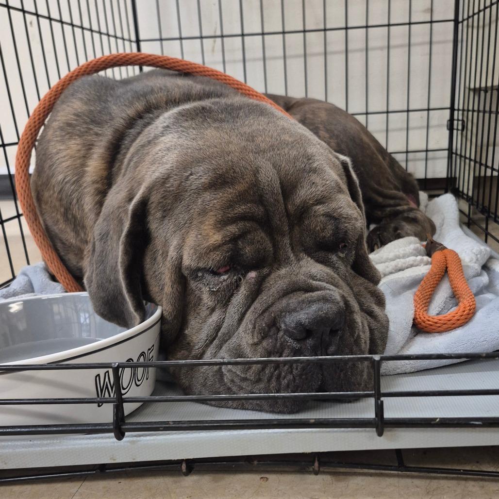 Cherry, Adoptable, Adult Female Cane Corso.