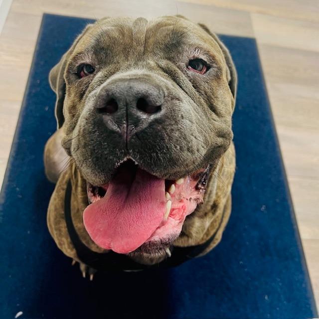 Enlarge Cherry, a Adoptable Cane Corso in Lake Panasoffkee, FL image 2/6