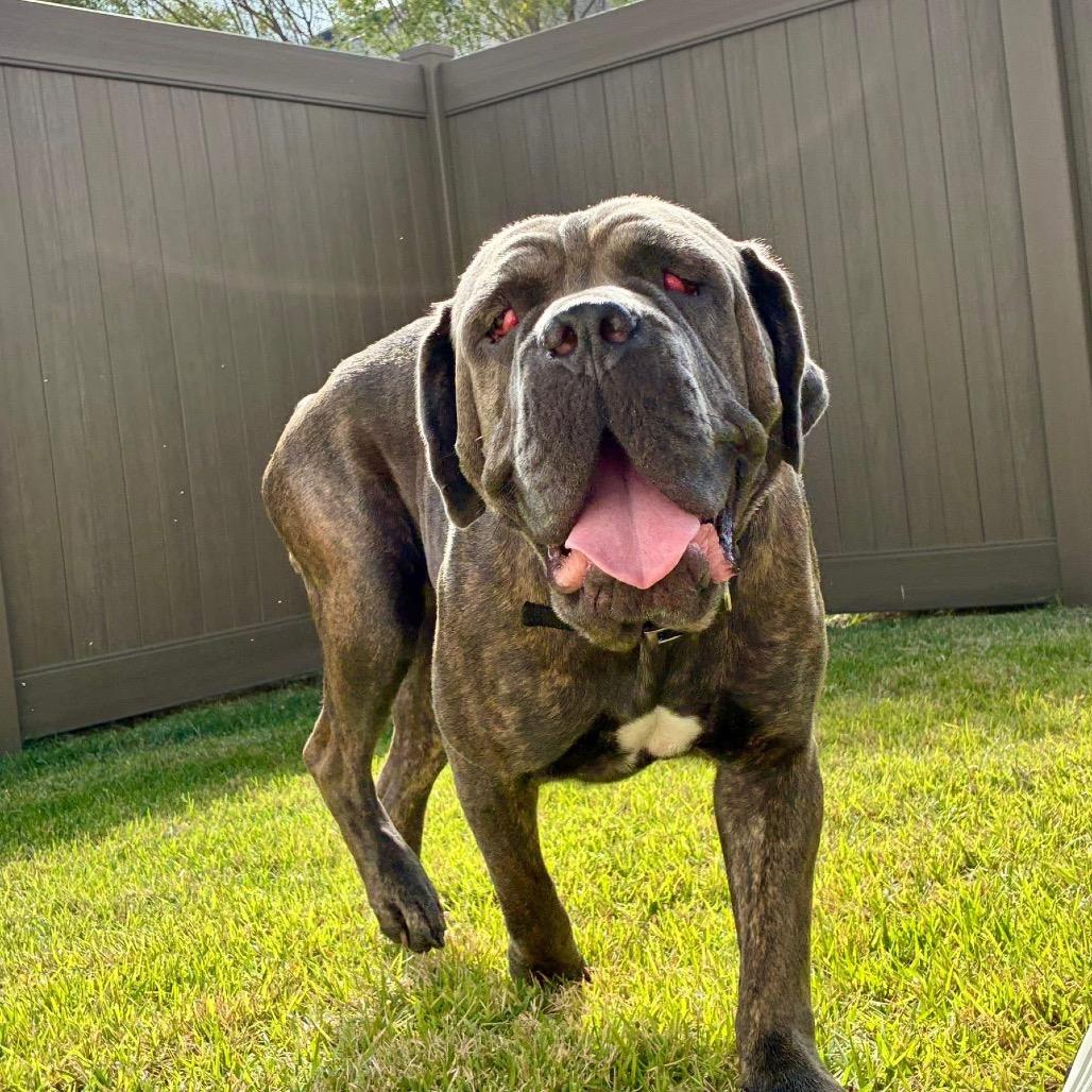 Enlarge Cherry, a Adoptable Cane Corso in Lake Panasoffkee, FL image 2/6