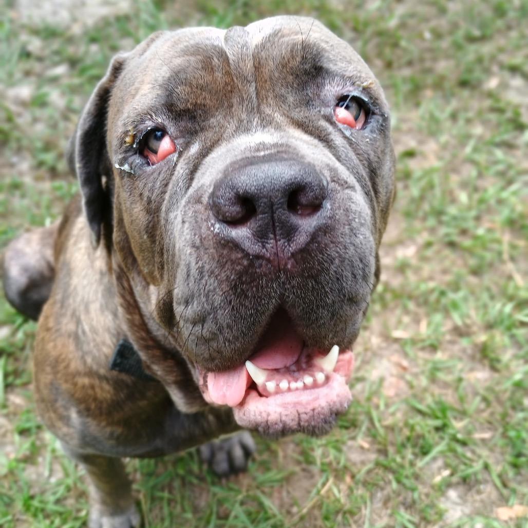 Enlarge Cherry, a Adoptable Cane Corso in Lake Panasoffkee, FL image 3/6
