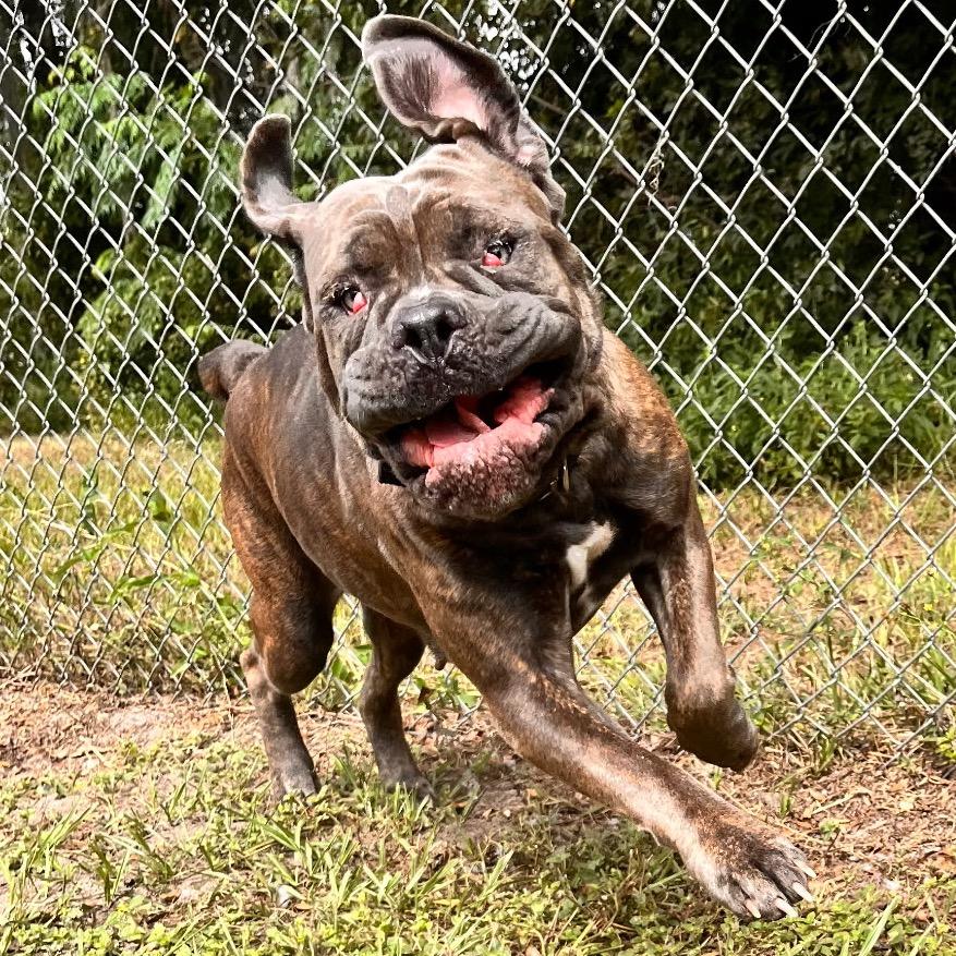 Enlarge Cherry, a Adoptable Cane Corso in Lake Panasoffkee, FL image 4/6