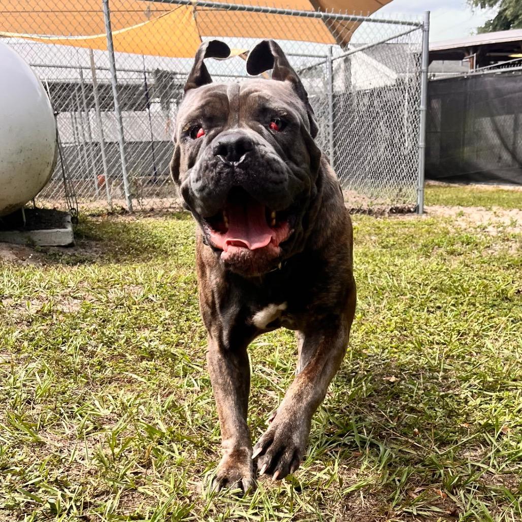 Enlarge Cherry, a Adoptable Cane Corso in Lake Panasoffkee, FL image 5/6