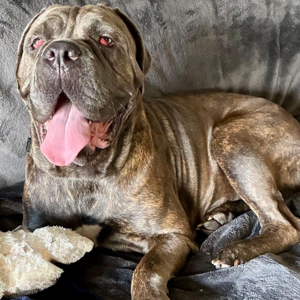 Enlarge Cherry, a Adoptable Cane Corso in Lake Panasoffkee, FL image 5/6