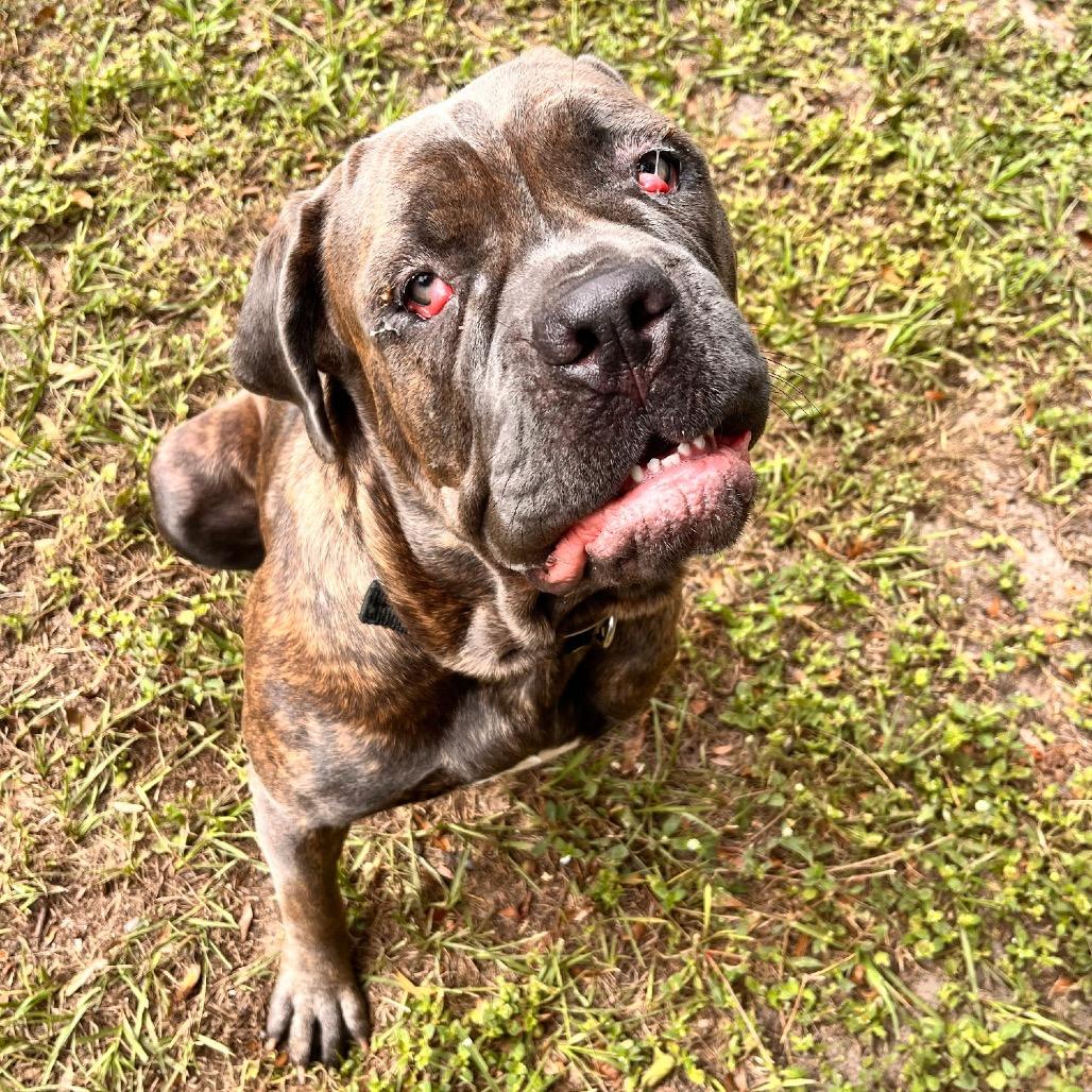 Enlarge Cherry, a Adoptable Cane Corso in Lake Panasoffkee, FL image 6/6