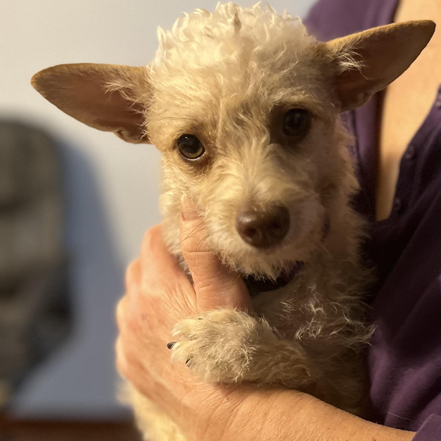 MADDIE, a Adoptable mixed breed in Dallas, TX image 3/3