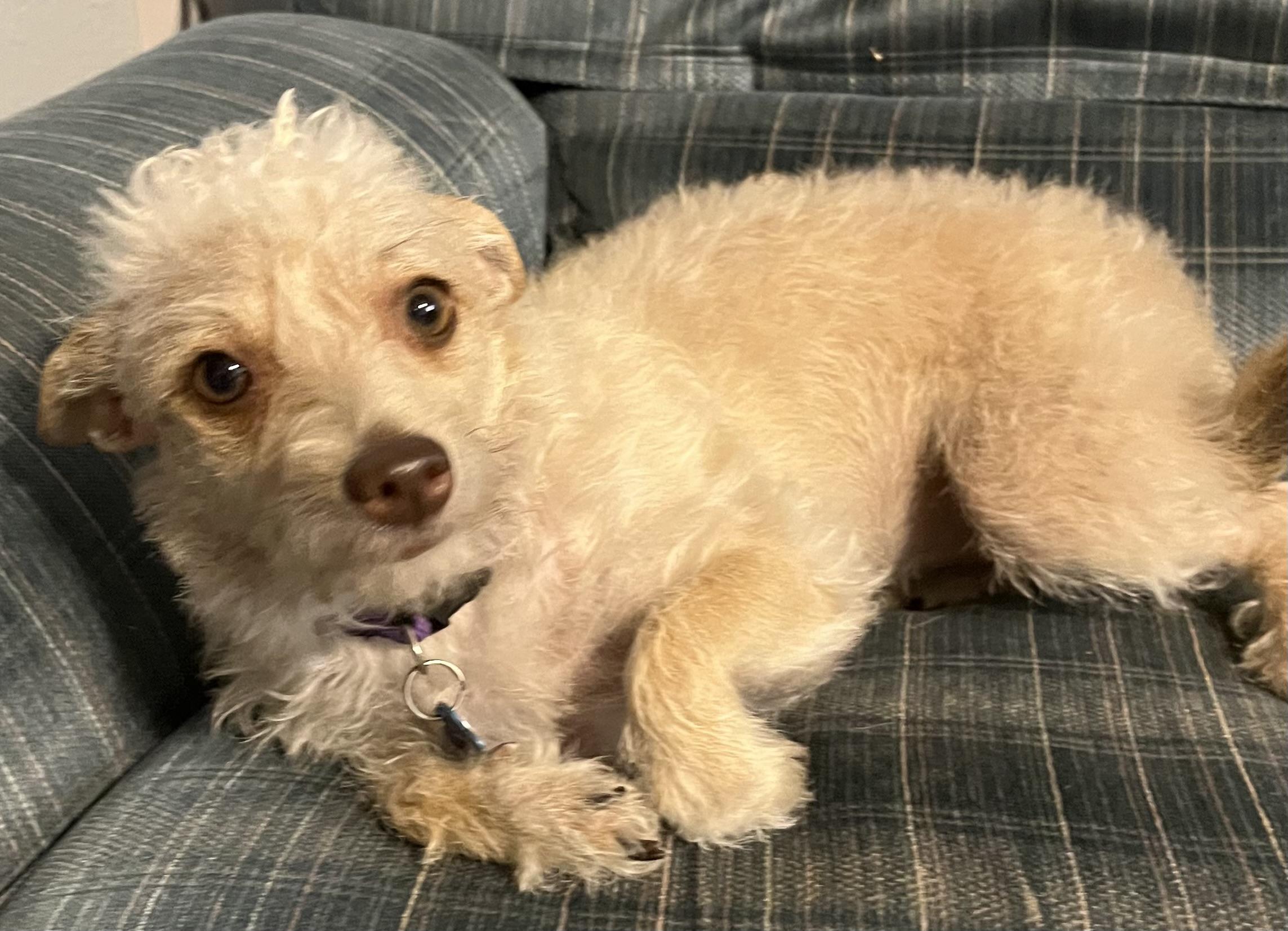 MADDIE, a Adoptable mixed breed in Dallas, TX image 1/3