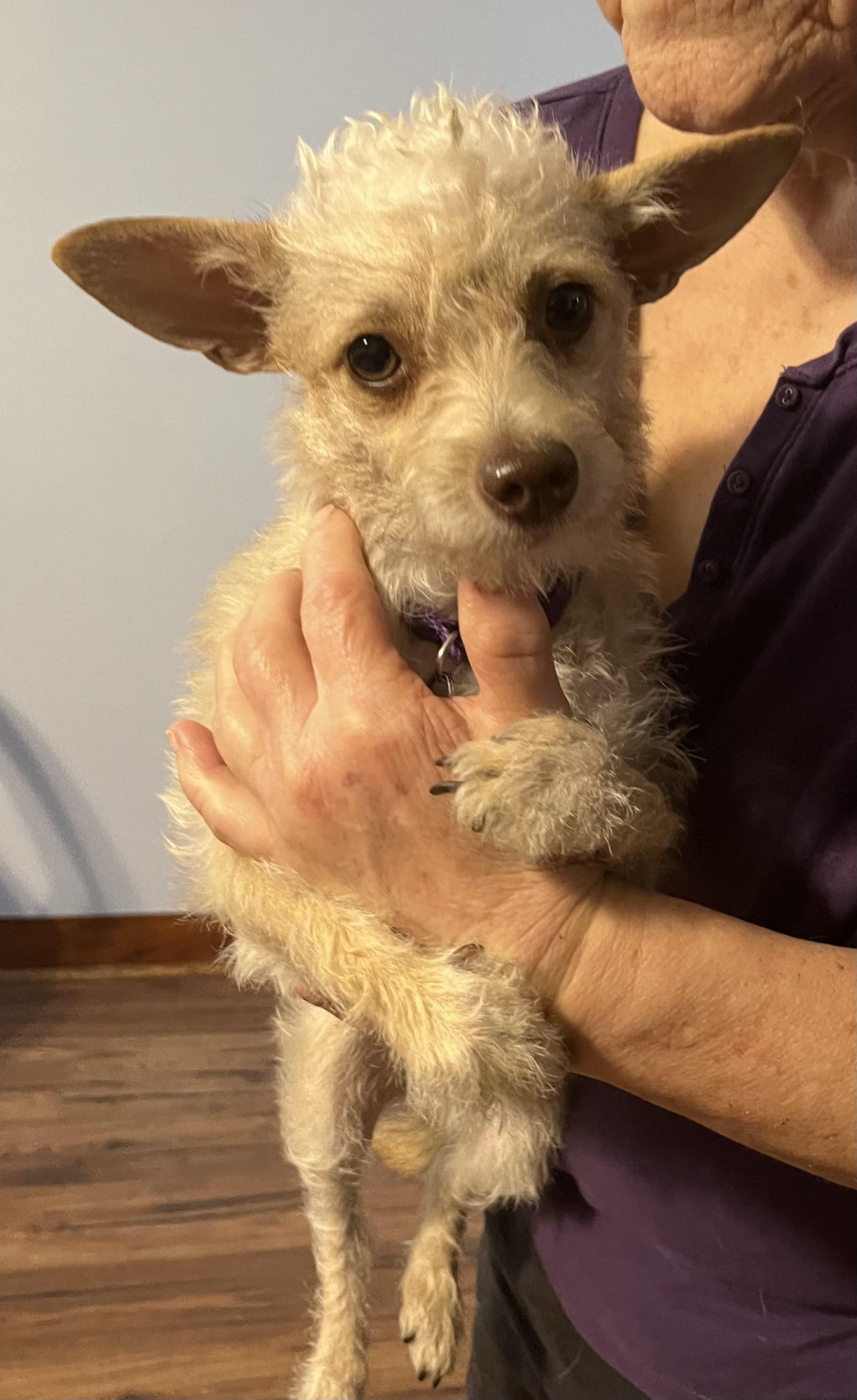 MADDIE, a Adoptable mixed breed in Dallas, TX image 2/3