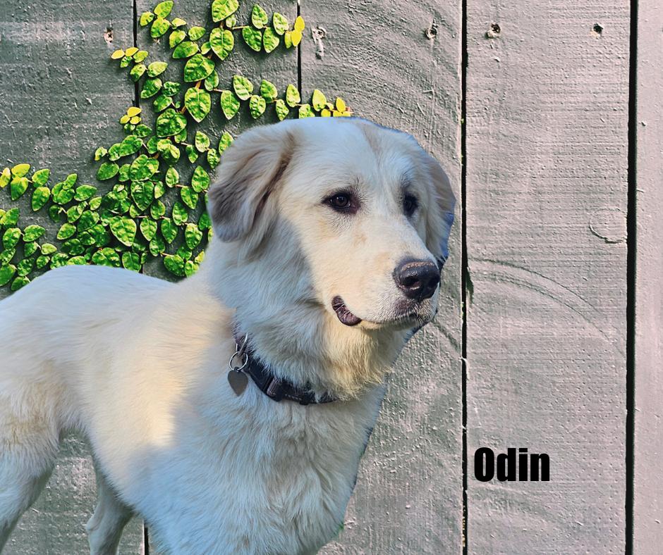 Odin, Adoptable, Young Male Great Pyrenees.