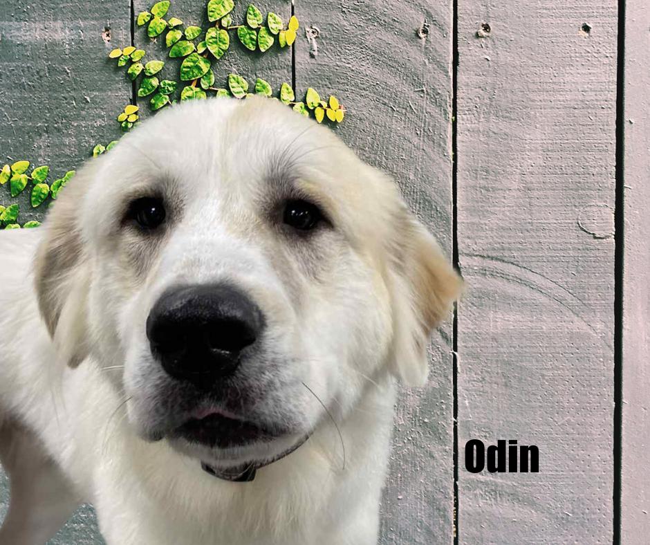 Enlarge Odin, a Adoptable Great Pyrenees in Marshville, NC image 3/6