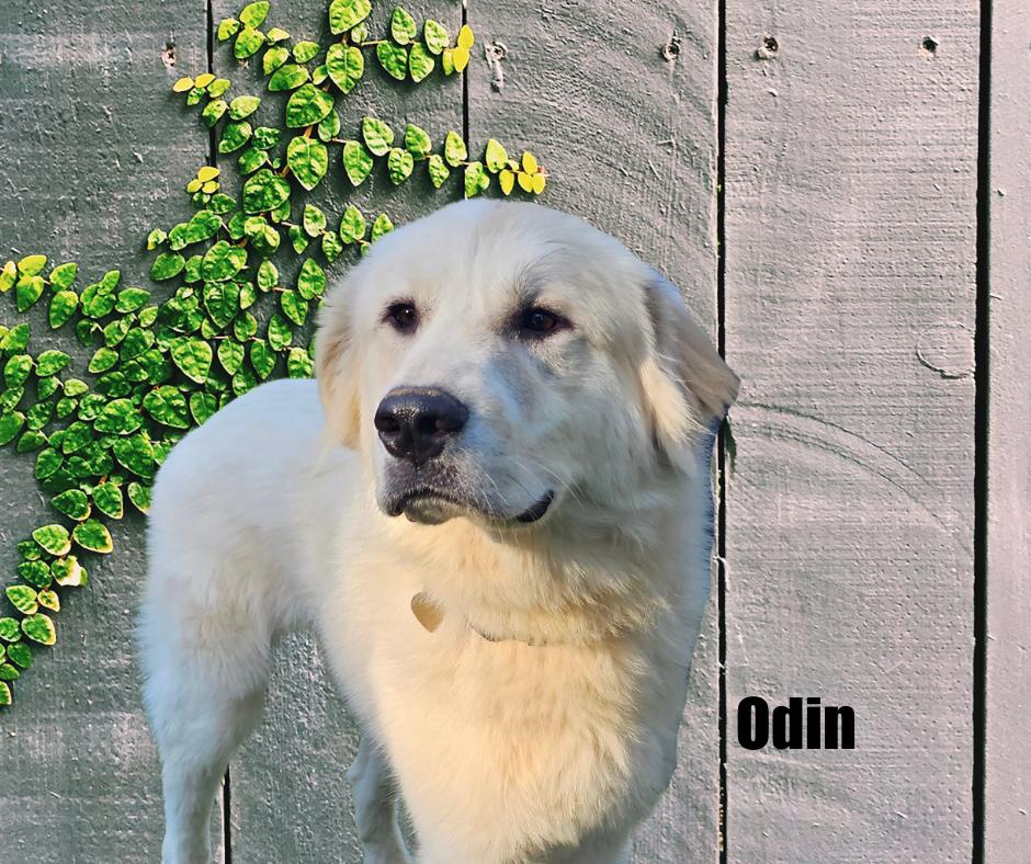 Enlarge Odin, a Adoptable Great Pyrenees in Marshville, NC image 5/6