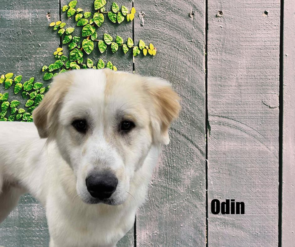 Enlarge Odin, a Adoptable Great Pyrenees in Marshville, NC image 4/6