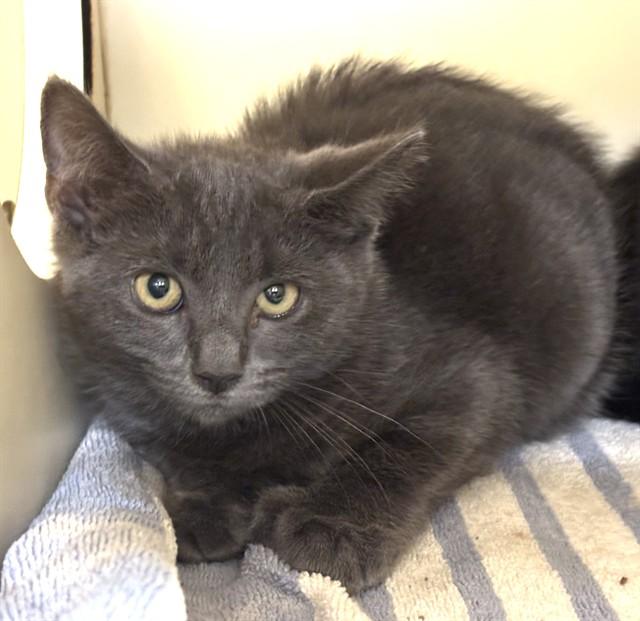 LUCY, Adoptable, Kitten Female Domestic Short Hair.