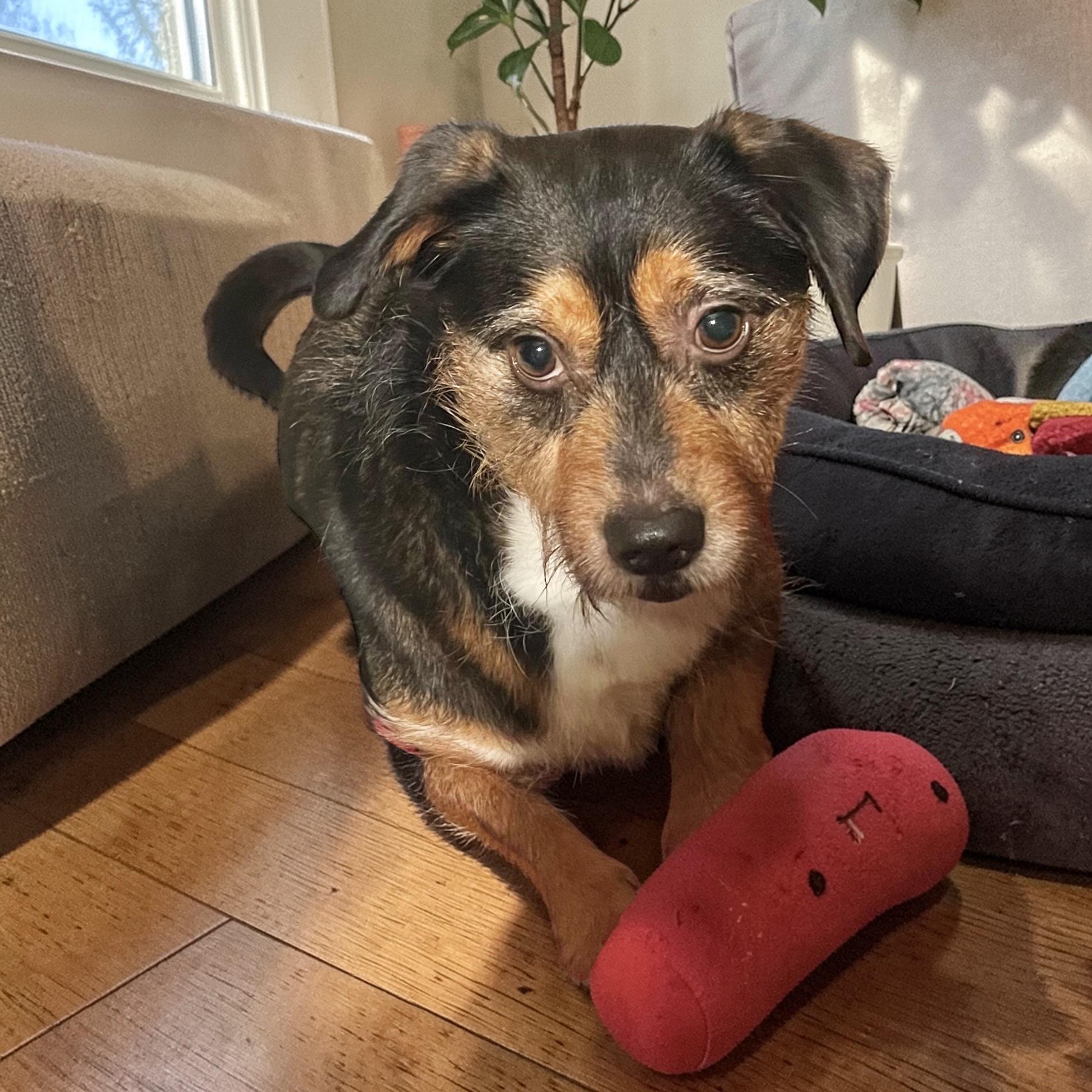 Enlarge Mr Charming, a Adoptable mixed breed in Anchorage, AK image 6/6