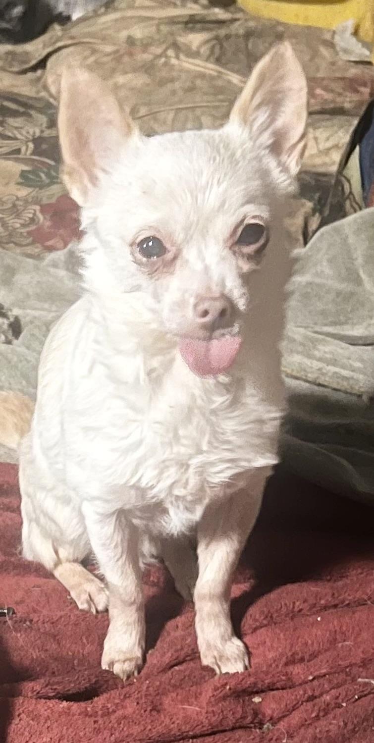 Enlarge Mr Charming, a Adoptable mixed breed in Anchorage, AK image 4/6