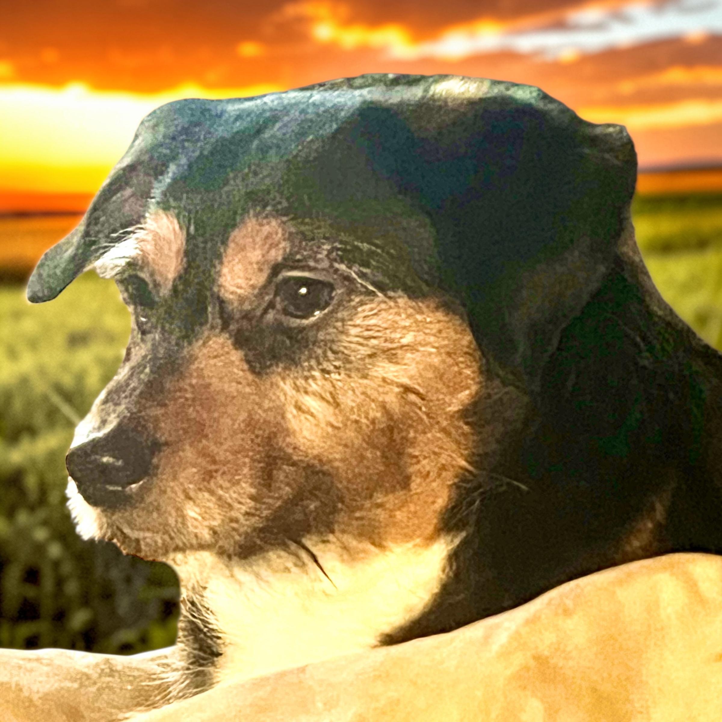 Enlarge Mr Charming, a Adoptable mixed breed in Anchorage, AK image 3/6