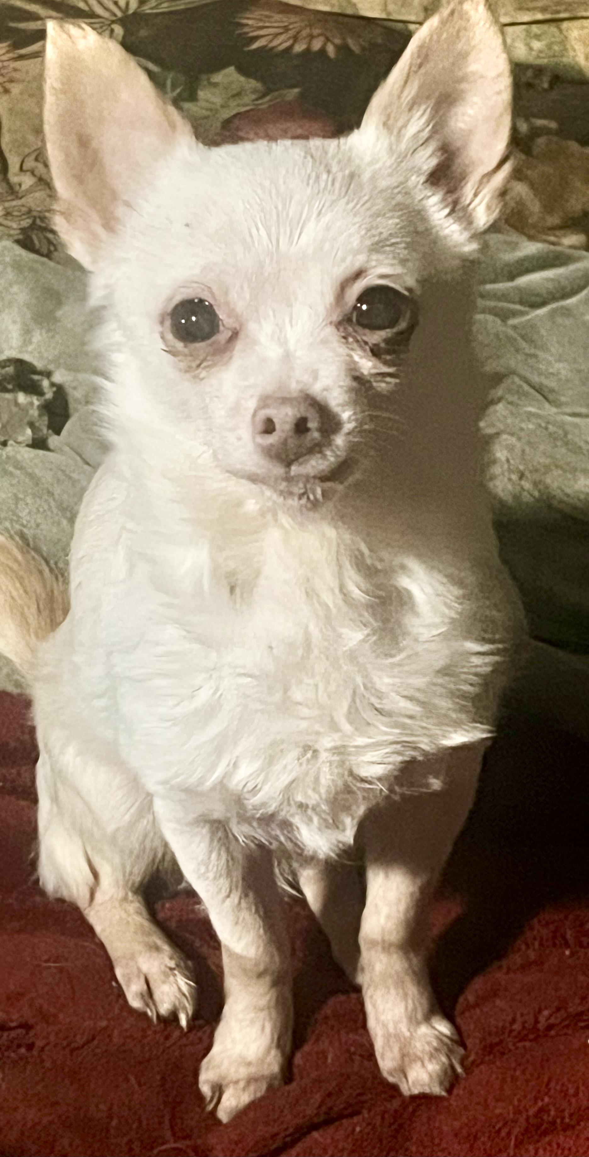 Enlarge Mr Charming, a Adoptable mixed breed in Anchorage, AK image 2/6