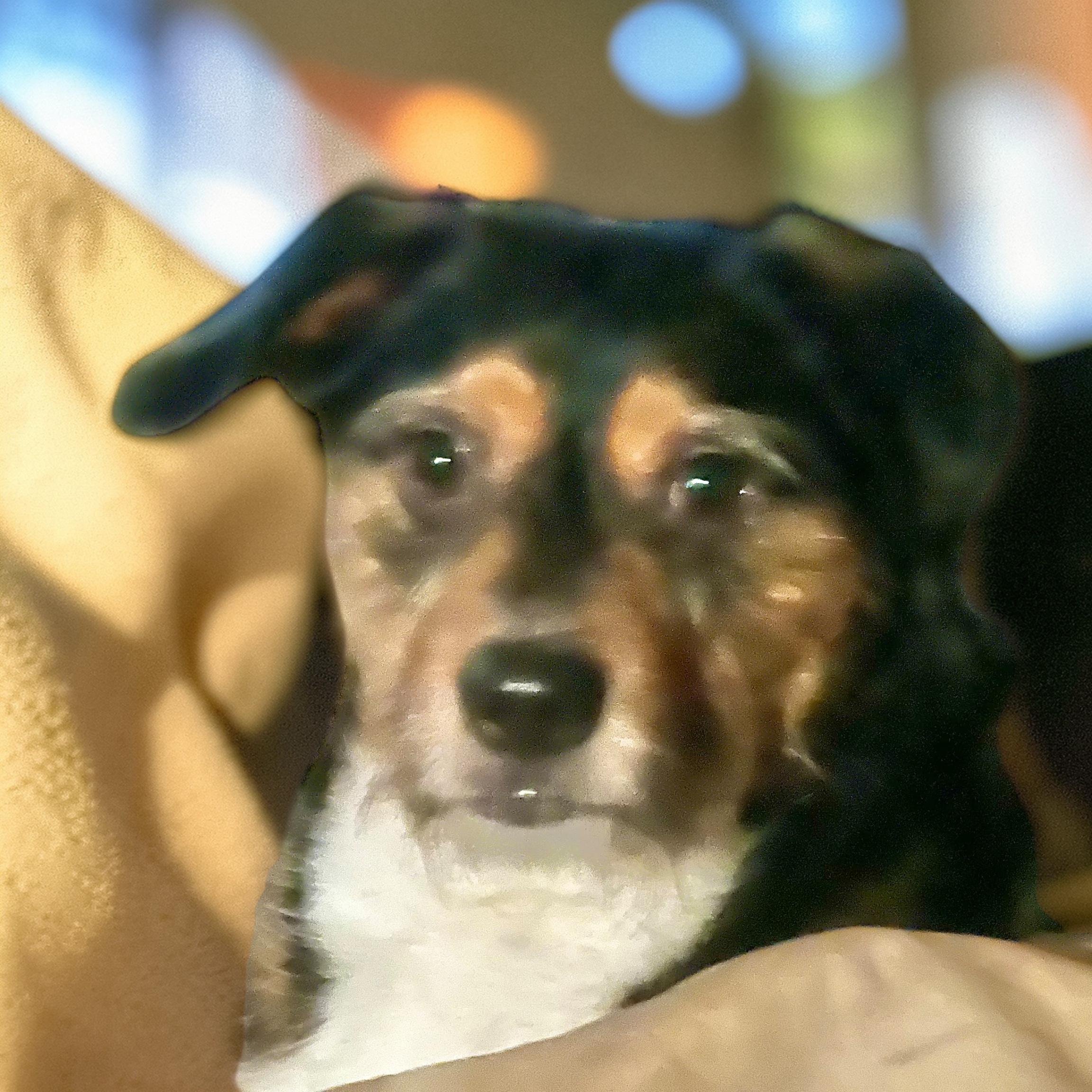Enlarge Mr Charming, a Adoptable mixed breed in Anchorage, AK image 5/6