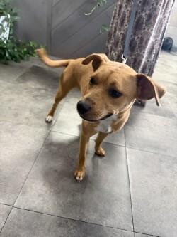 Ellie 6-10-2026, Adoptable, Adult Female Feist.