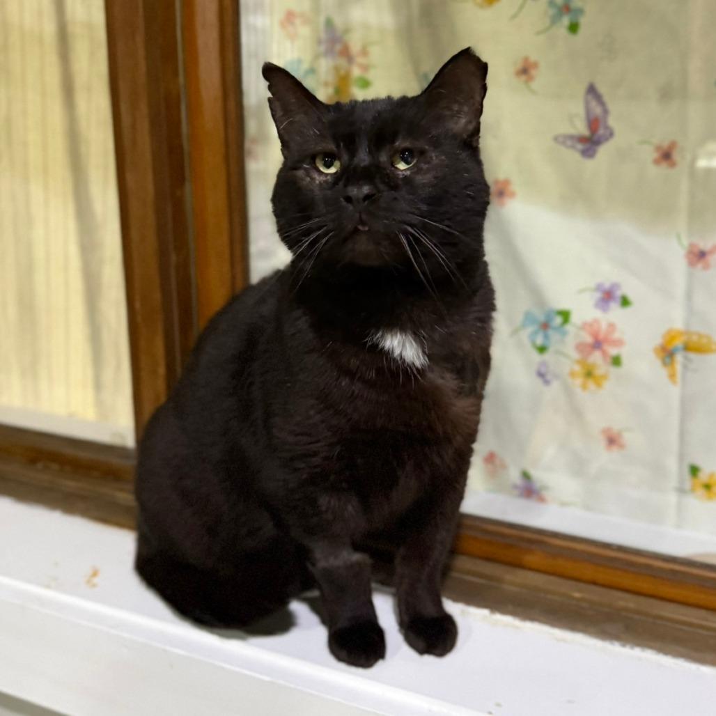 Salem, adopted, Adult Male Domestic Short Hair.