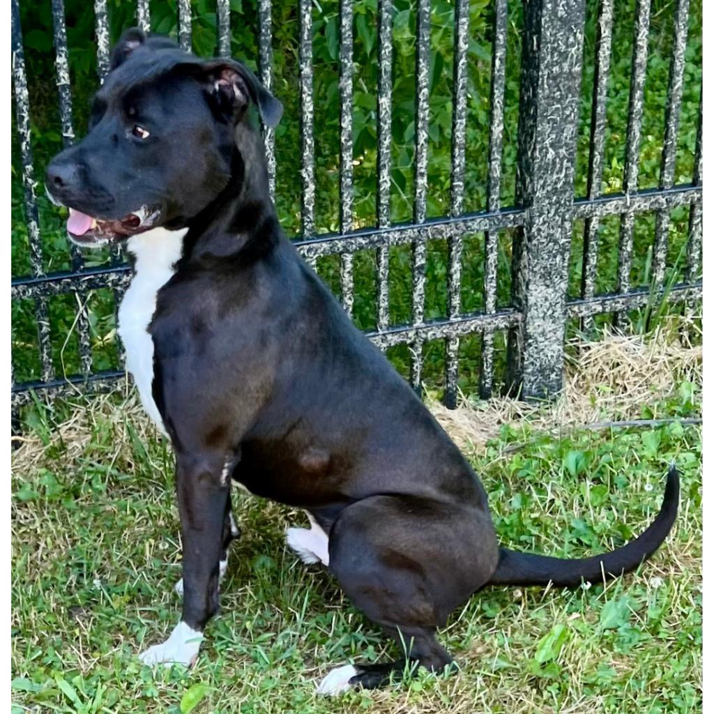Bouncer, Adoptable, Adult Male Mixed Breed.