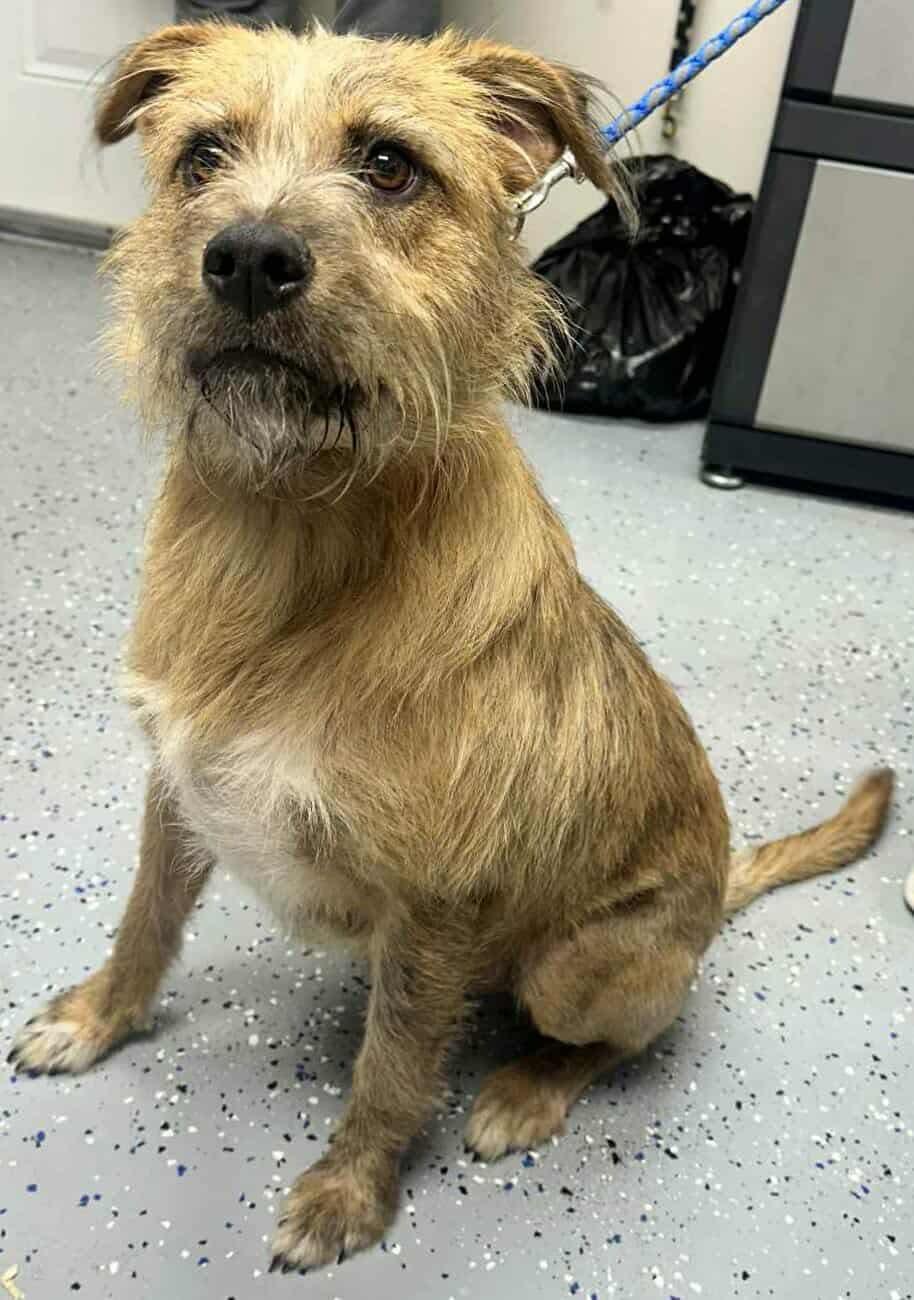 Sullivan Terrier Dog